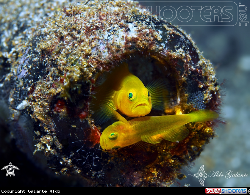 A Yellow Pigmy Goby