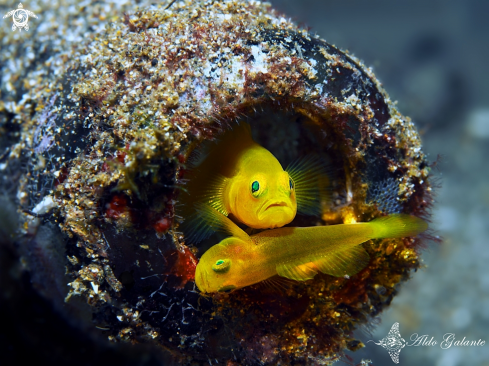 A Yellow Pigmy Goby
