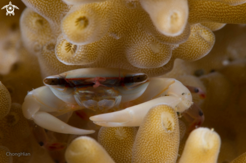 A Trapezia sp | Hard Coral Crab