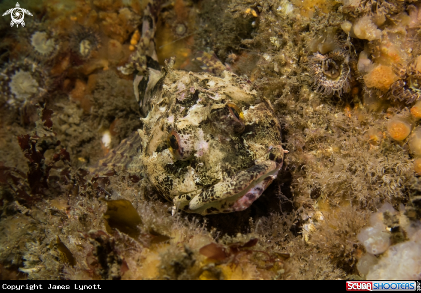 A Long-spined Sea Scorpion