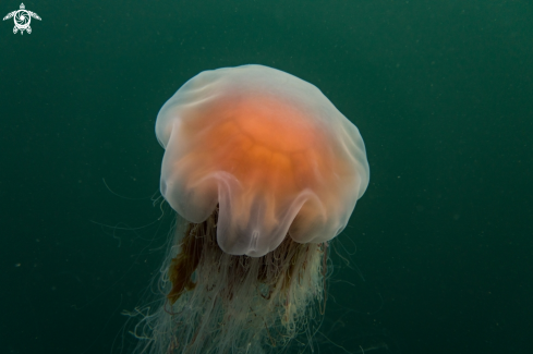 A Lion's Mane Jellyfish