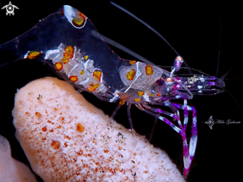A Yellow Spotted Anemone Shrimp.