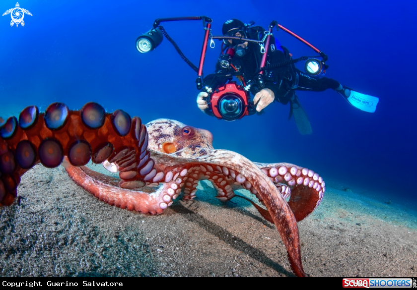 A Octopus vulgaris