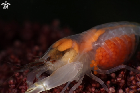 A Snapping shrimp  (Synalpheus neomeris) with eggs