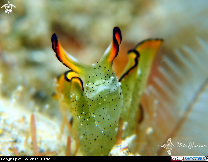 A Ornate Sapsucking Sea Slug 