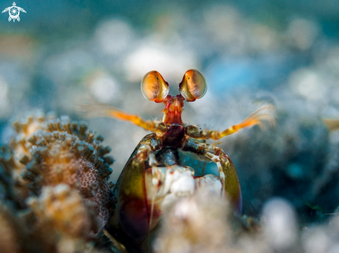 A Odontodactylus scyllarus |  Peacock Mantis Shrimp