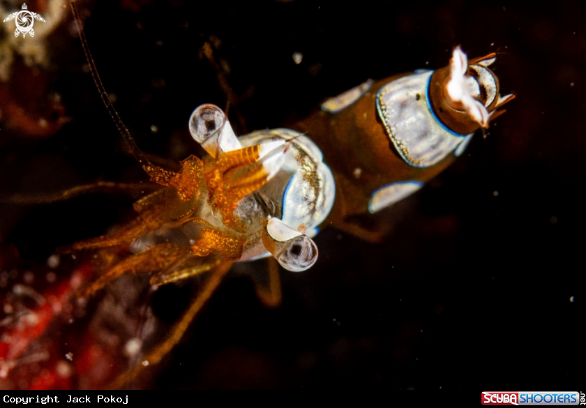 A Elegant squat shrimp