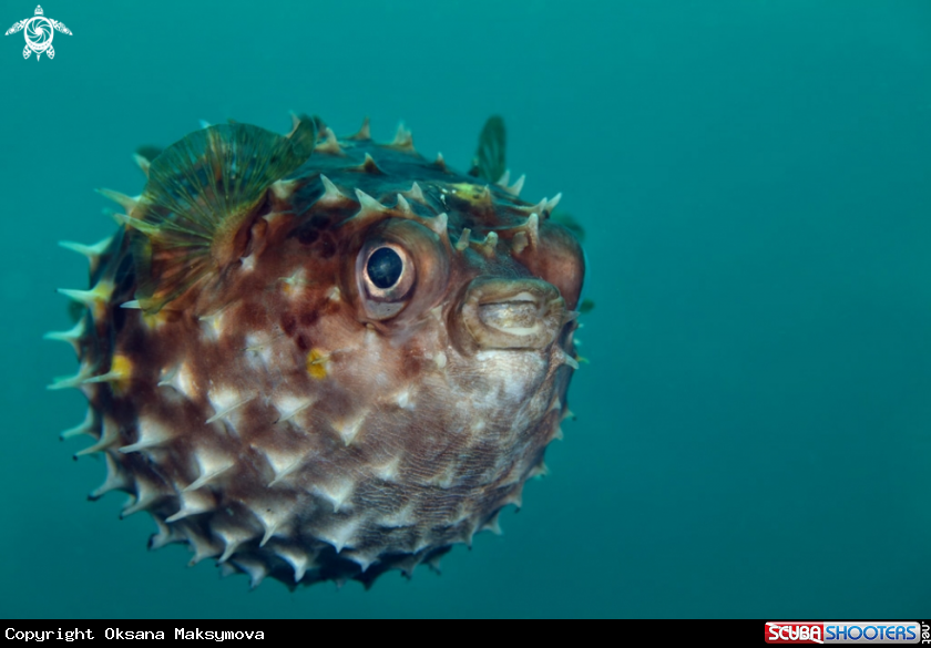 A Porcupinefish 