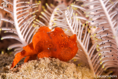 A Antennarius ictus | Painted Frogfish