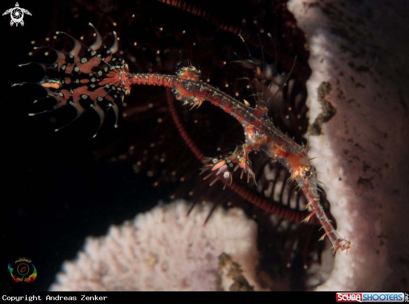 A Harlequin ghost pipefish