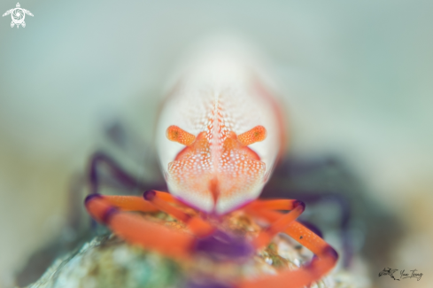 A Periclimenes Imperator | Shrimp