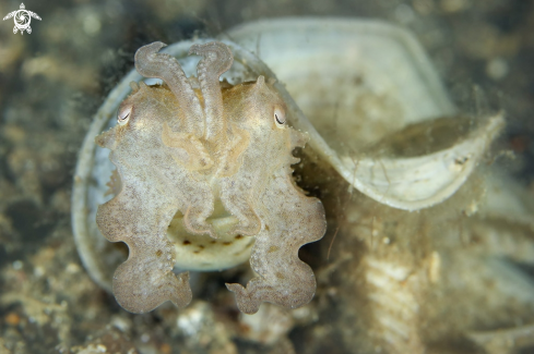 A Cuttlefish (Sepia sp.)