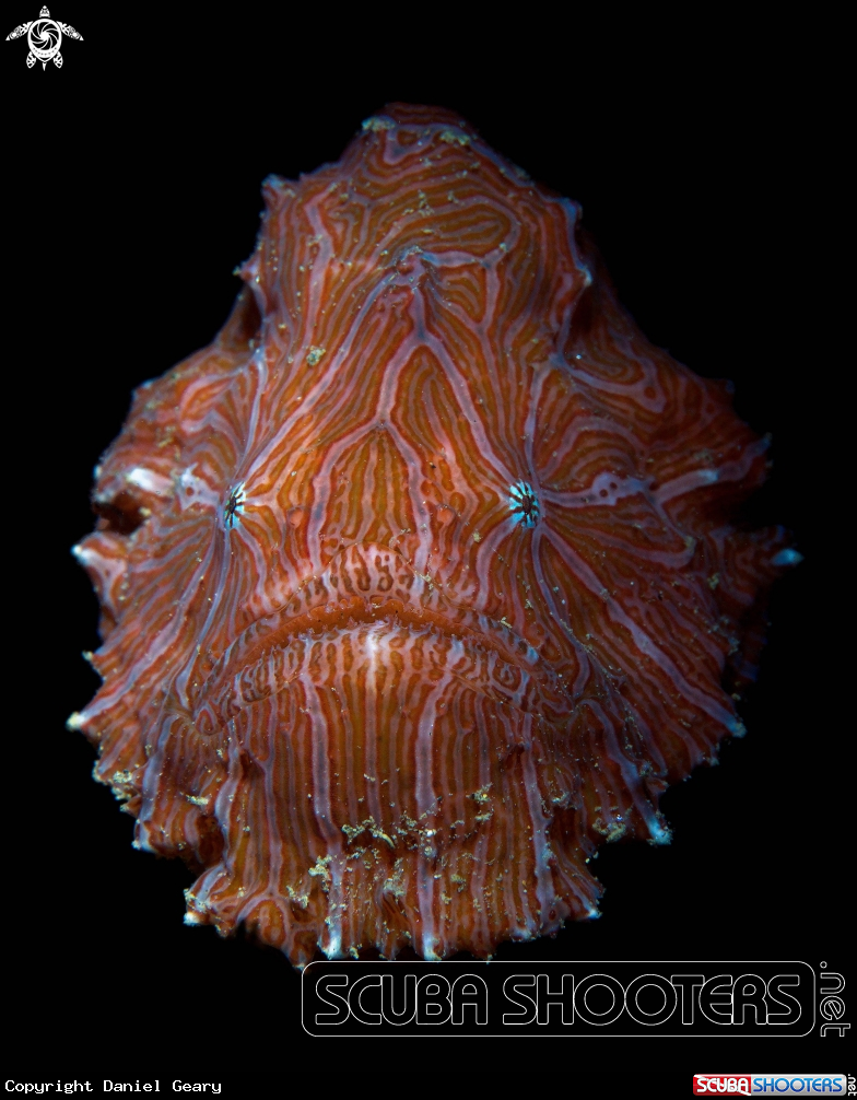 A Psychedelic Frogfish