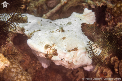 A Antennarius commerson | Giant Frogfish