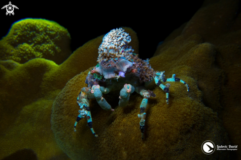 A Cyclocoeloma tuberculata | Corallimorph Decorator Crab