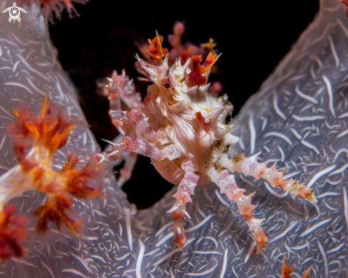 A Hoplophrys oatesii | Candy crab