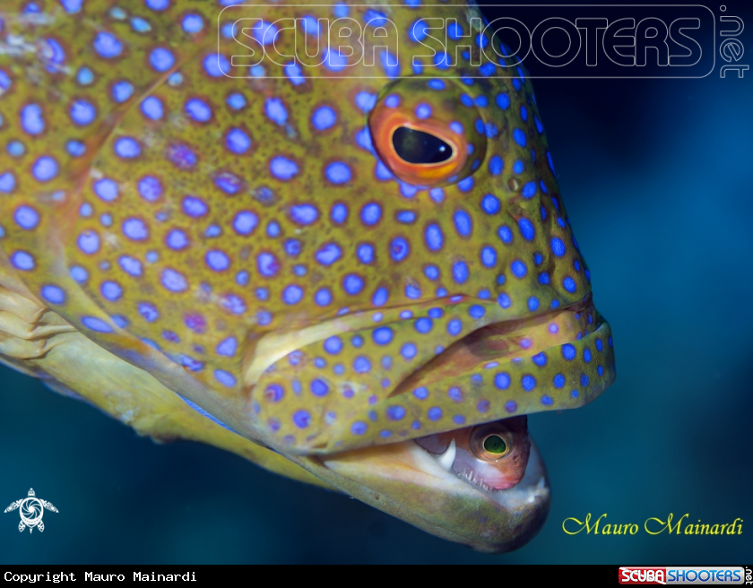 A Grouper and pray