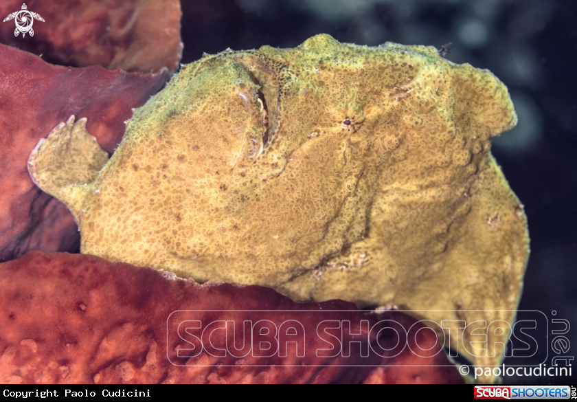A Commerson's frogfish ( Giant Frogfish)