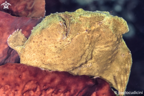 A Antennarius commerson | Commerson's frogfish ( Giant Frogfish)