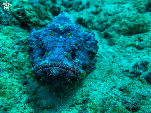 A Synanceia | stonefish