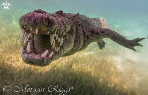 A American Salt Water Crocodile