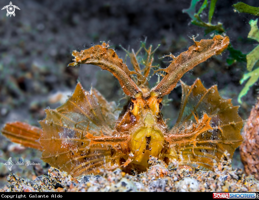 A Ambon Scorpionfish