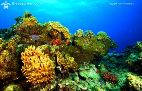 A Coral reef formation Balaclava