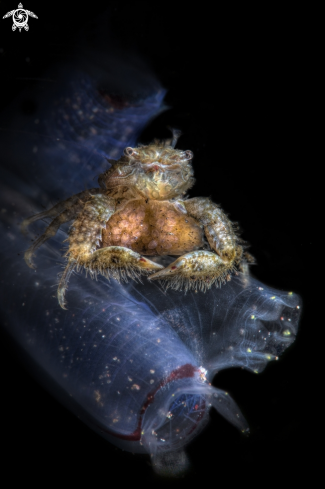 A porcelain crab with eggs