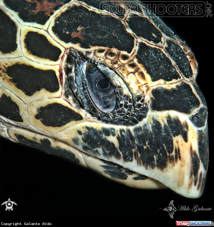 A Hawksbill Turtle - Carey 