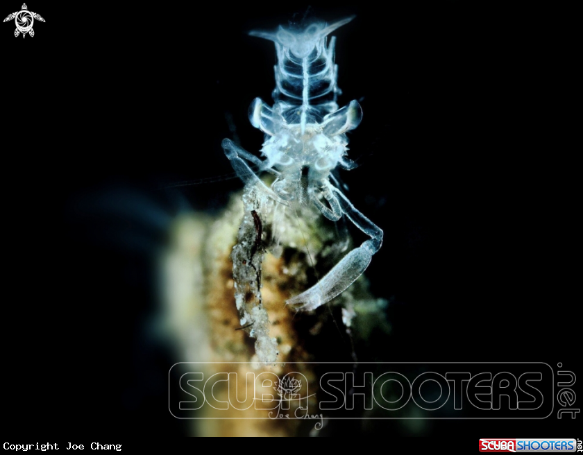 A Ghost shrimp