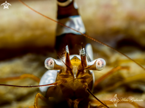 A Sexy Shrimp