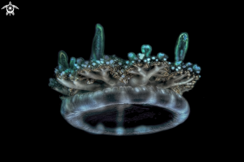 A Cassiopea andromeda, | medusa