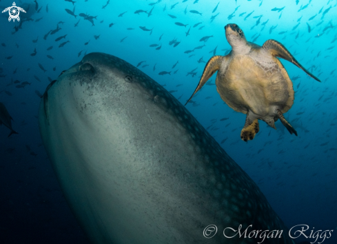 A Whaleshark and turtle dynamic duo