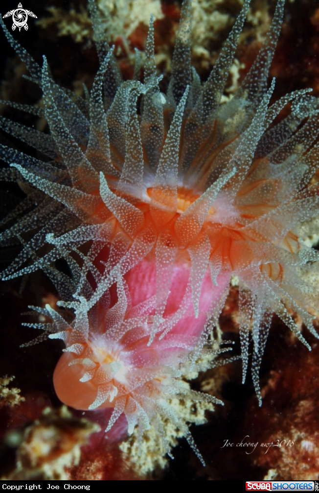 A Sea sunflower coral