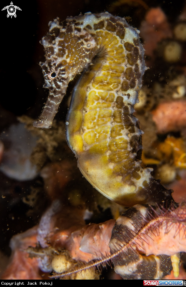 A Tiger Tail seahorse