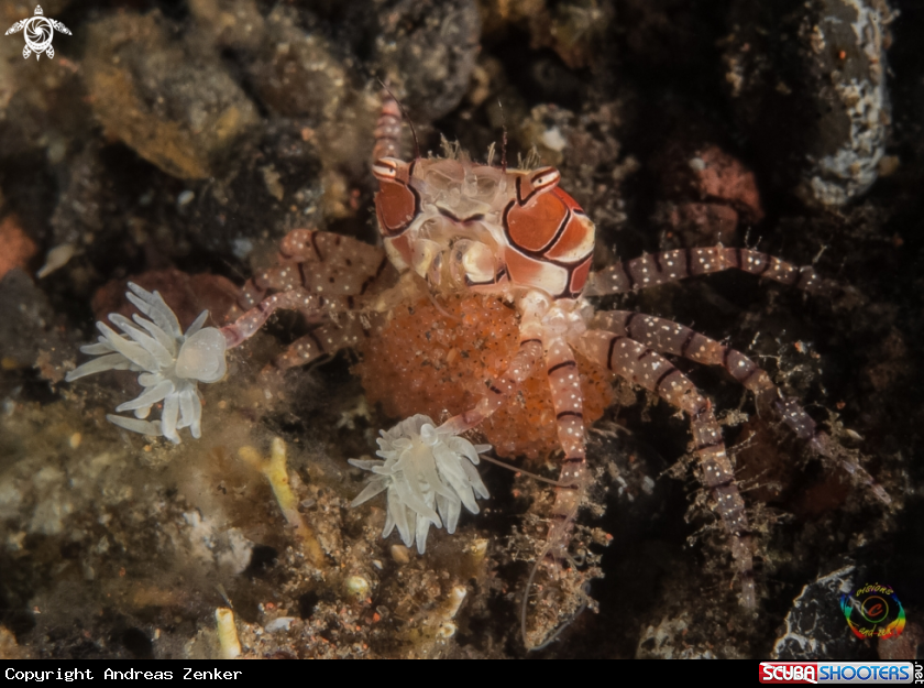 A Mosaic boxer crab