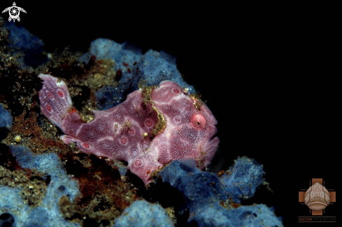 A Antennarius pictus | Painted Frogfish