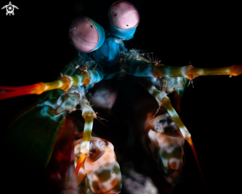 A Odontodactylus scyllarus | peacock manis shrimp