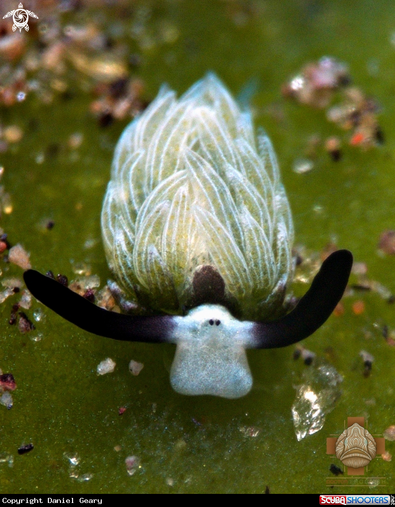 A Sap-Sucking Slug