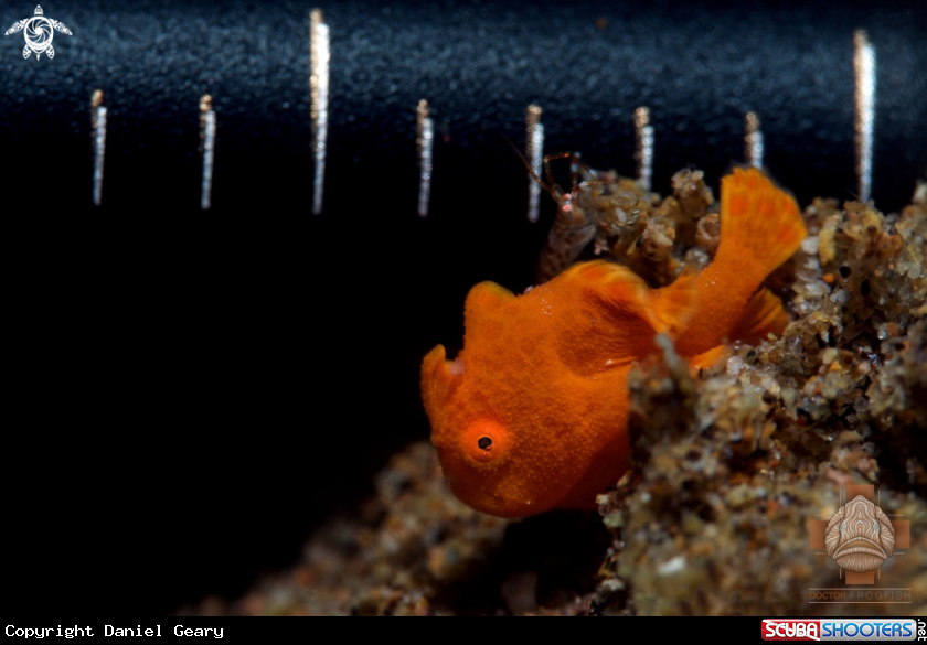 A Juvenile Painted Frogfish