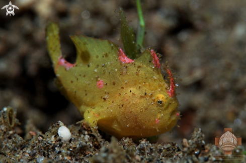 A Nudiantennarius subteres | Juvenile Ocellated Frogfish