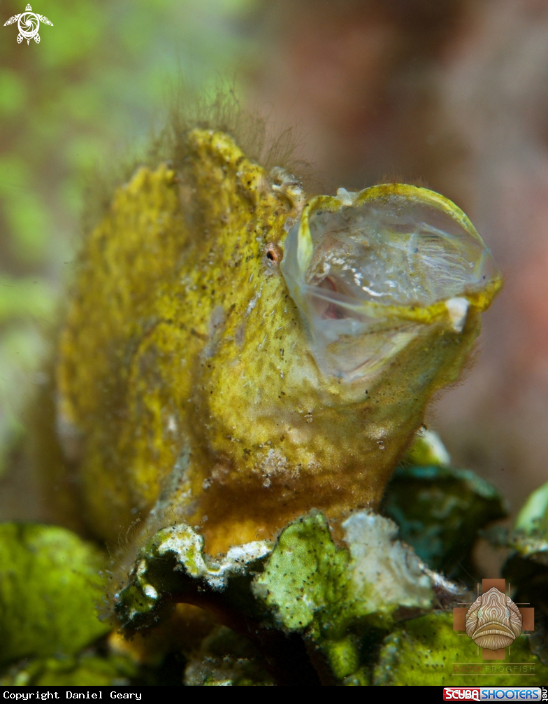 A Randall's Frogfish