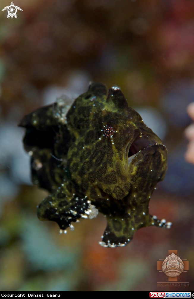 A Juvenile Giant Frogfish