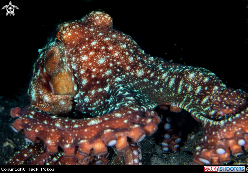 A Starry night octopus