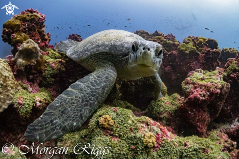 A Green turtle