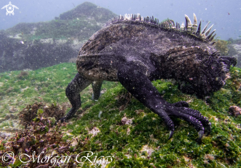 A Marine Iguana
