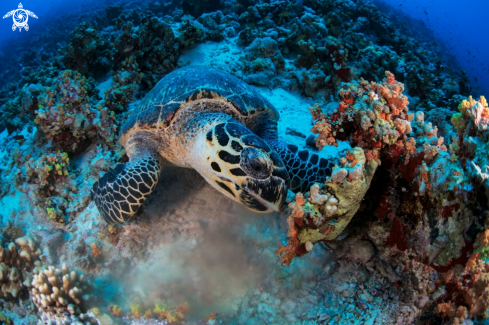 A Eretmochelys imbricata | Hawksbill sea turtle