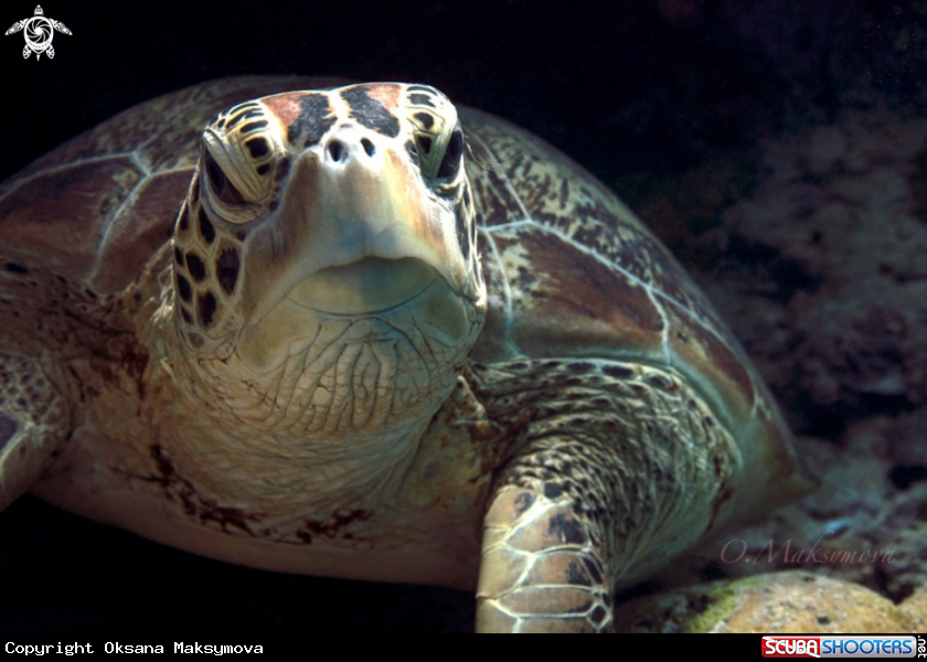 A Green sea turtle (Chelonia mydas)