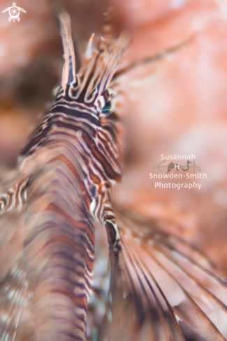 A Pterois | Lionfish