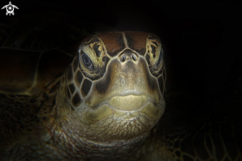 A Eretmochelys imbricata | turtle 